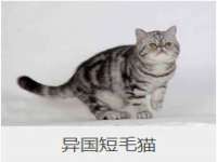 徐州倪红阁商贸有限公司