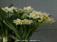 徐州倪红阁商贸有限公司