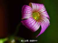 徐州倪红阁商贸有限公司