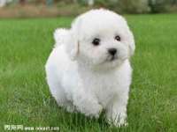 徐州倪红阁商贸有限公司